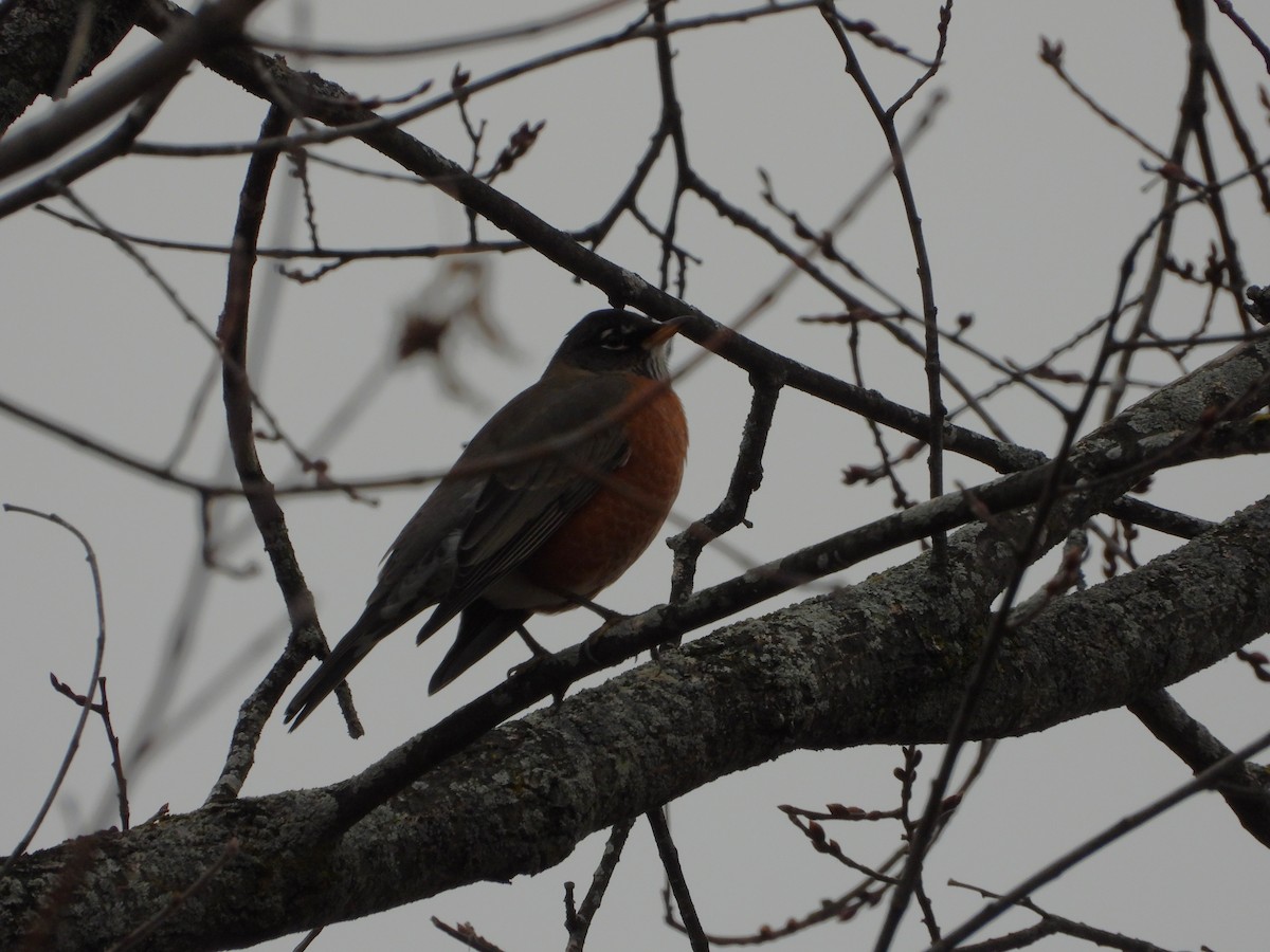 コマツグミ - ML644709230