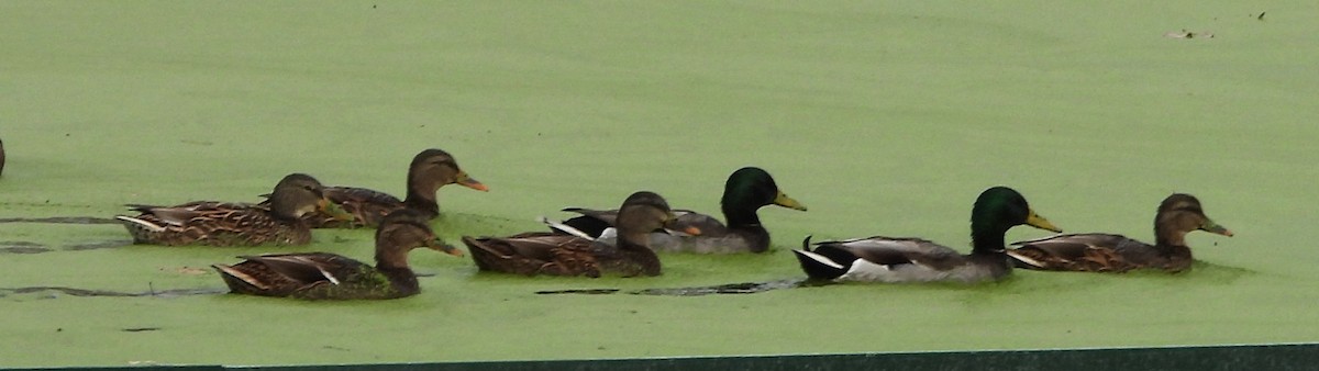 マガモ - ML644709233