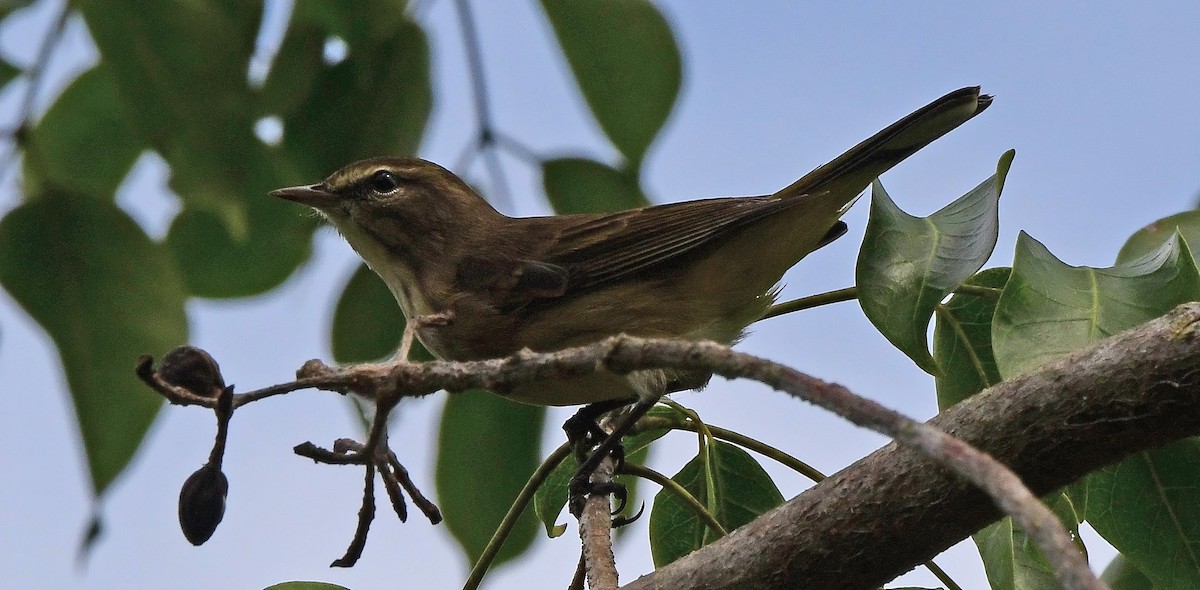 ヤシアメリカムシクイ - ML644709238