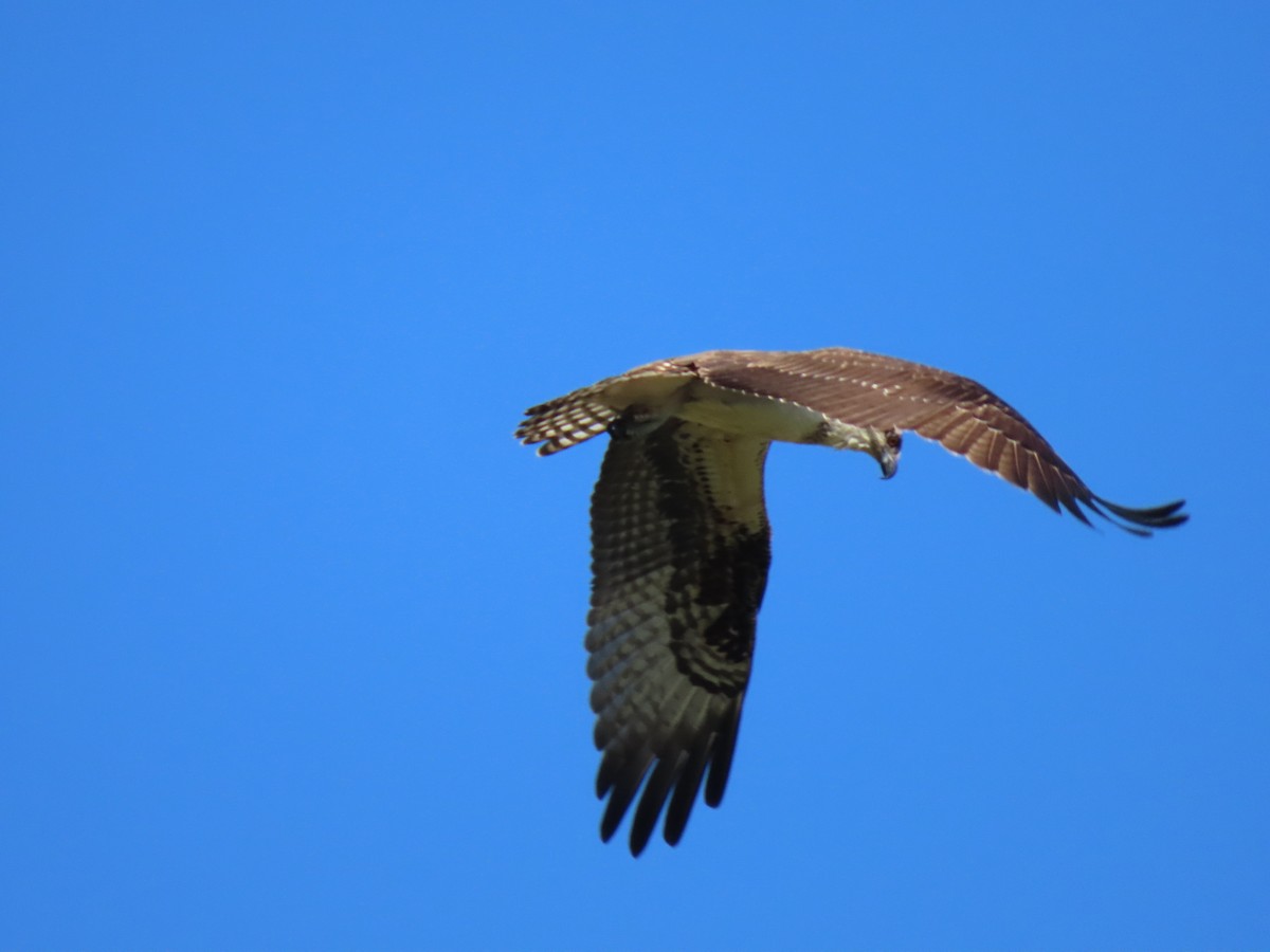 ミサゴ - ML644709239