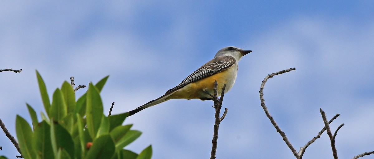 エンビタイランチョウ - ML644709241