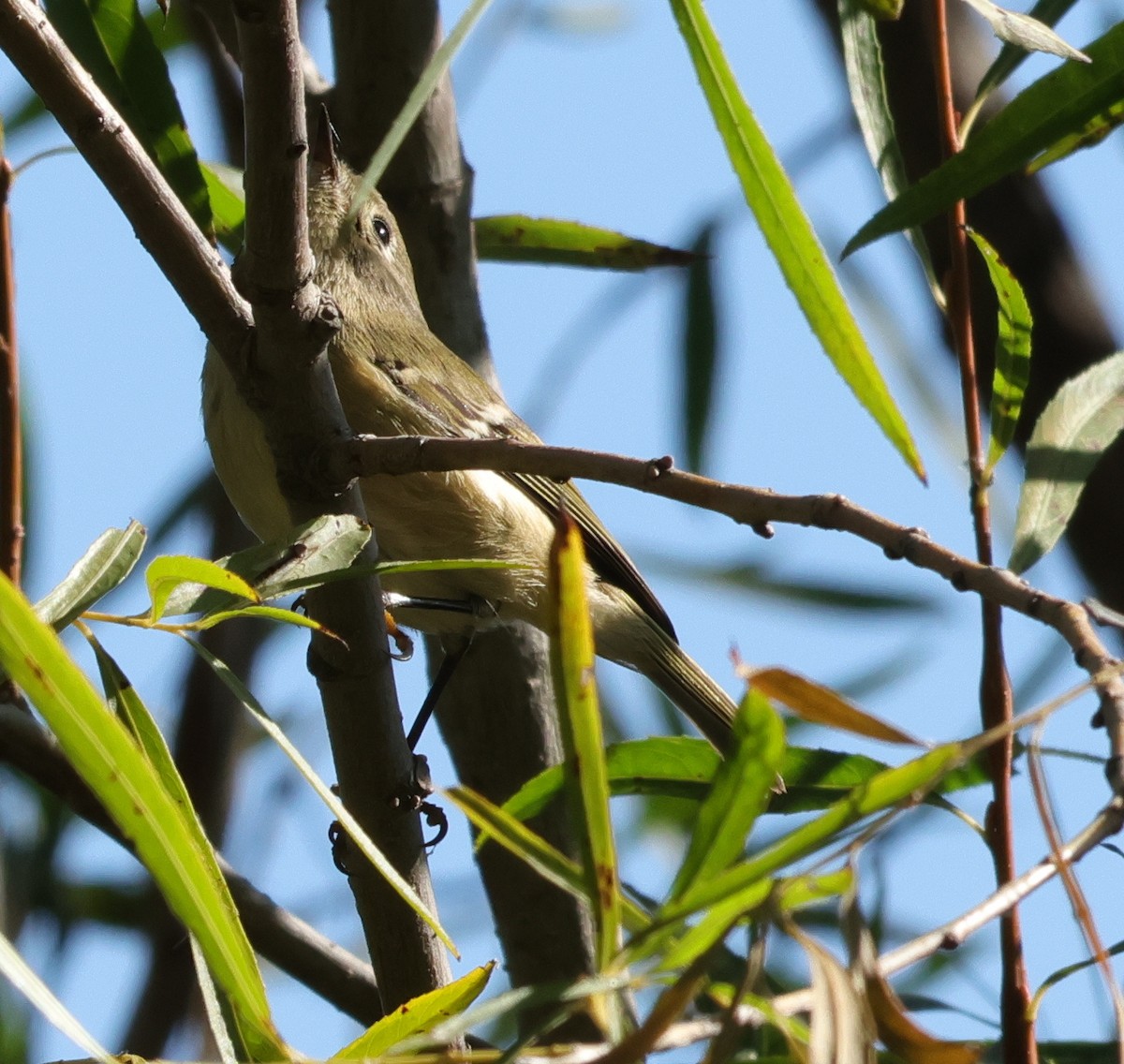 ルビーキクイタダキ - ML644709243