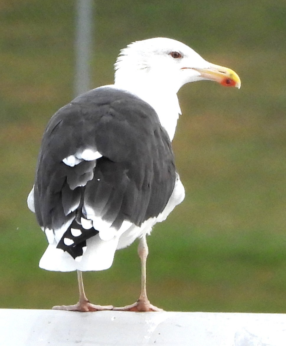 オオカモメ - ML644709244