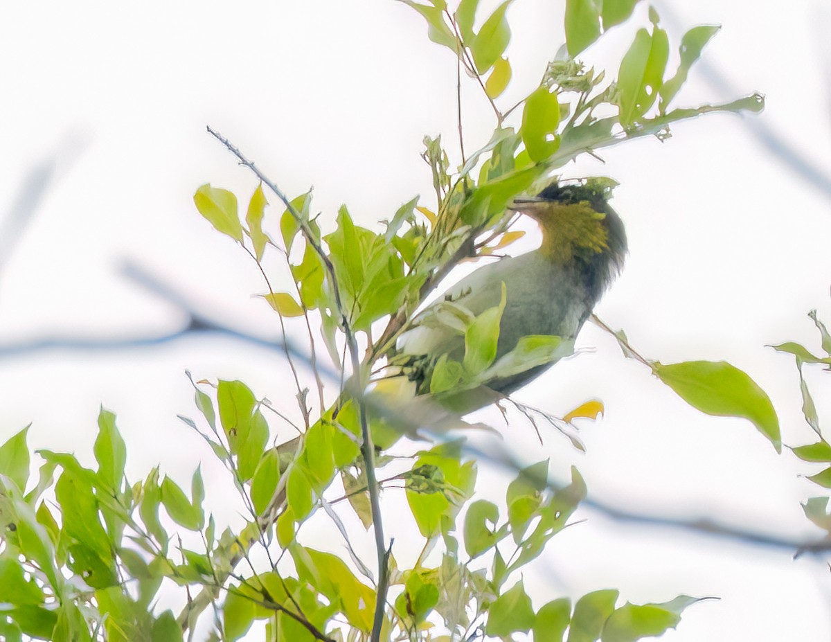 キゴシフウキンチョウ - ML644709245