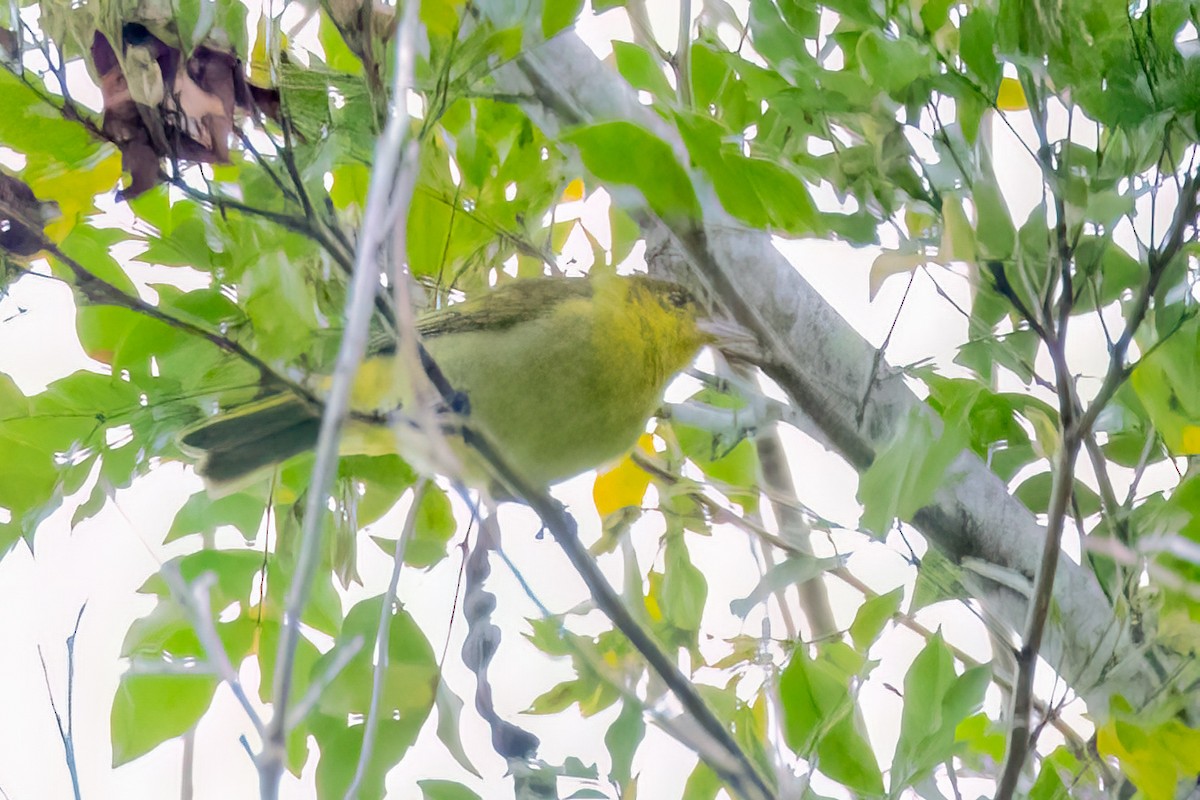 キゴシフウキンチョウ - ML644709246