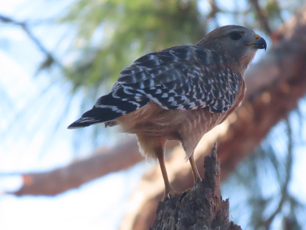 カタアカノスリ - ML644709247