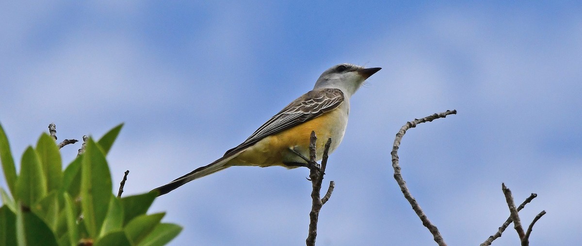 エンビタイランチョウ - ML644709248