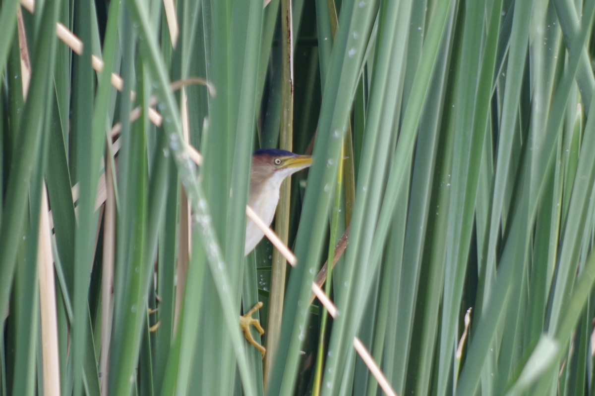 コヨシゴイ - ML644709249