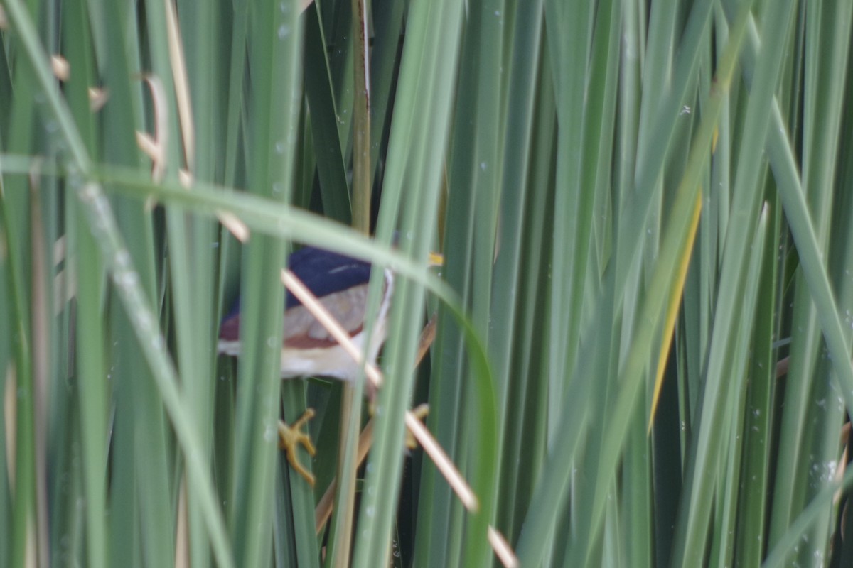 コヨシゴイ - ML644709250