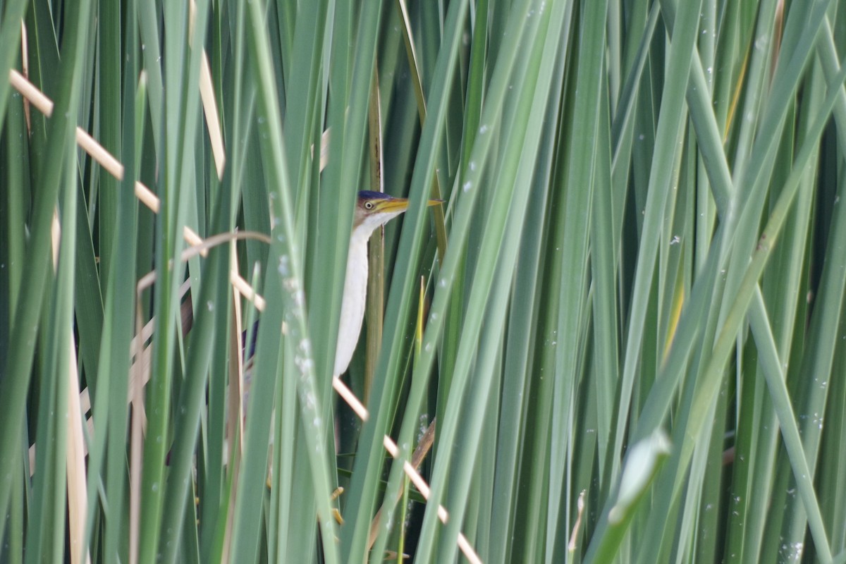 コヨシゴイ - ML644709251