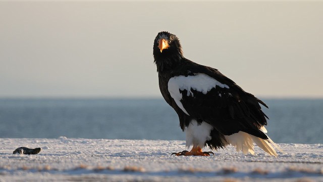 Белоплечий орлан - ML644709254