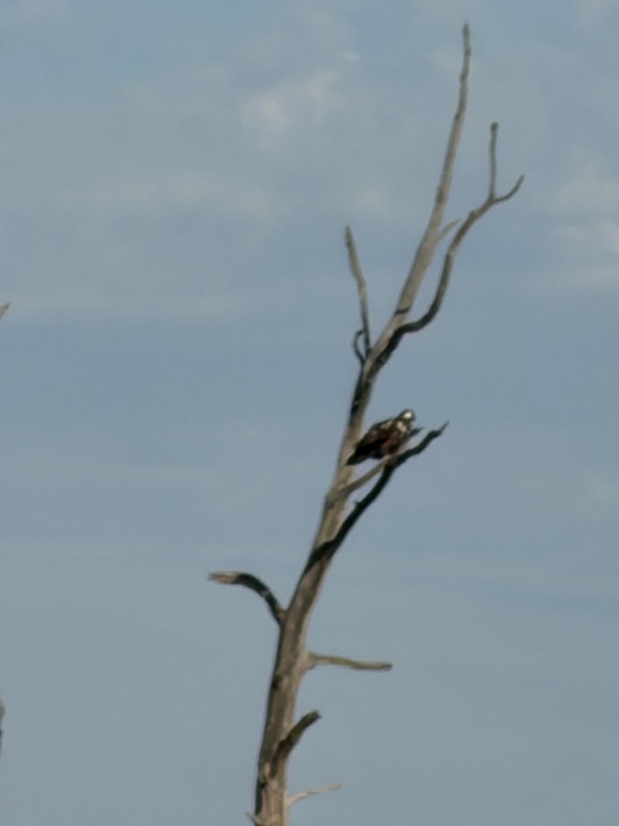 ハクトウワシ - ML644709256