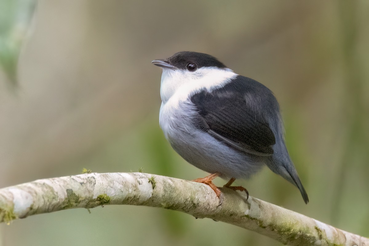 シロクロマイコドリ - ML644709257