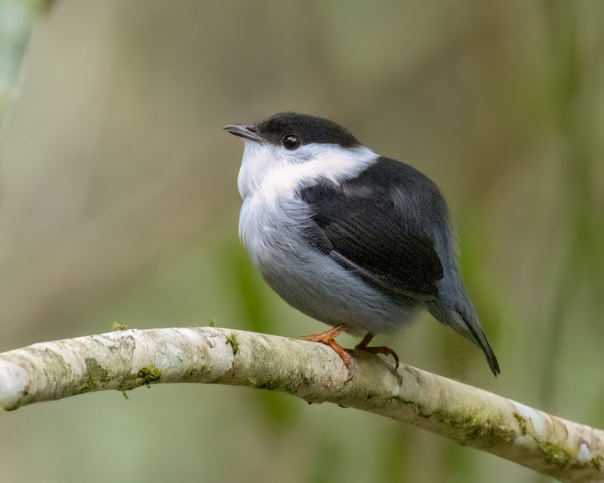 シロクロマイコドリ - ML644709258