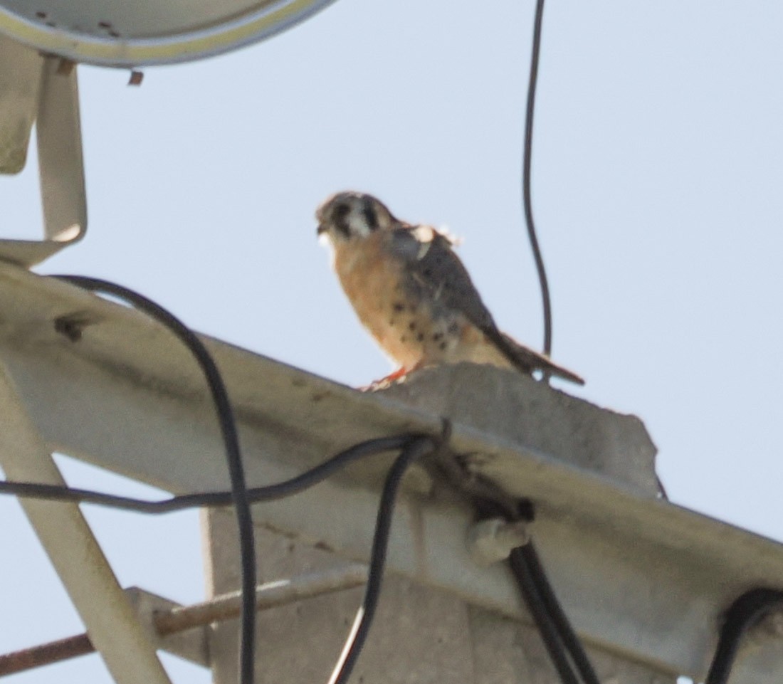 アメリカチョウゲンボウ - ML644709259