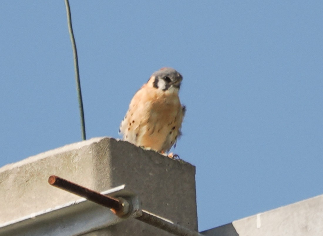 アメリカチョウゲンボウ - ML644709260