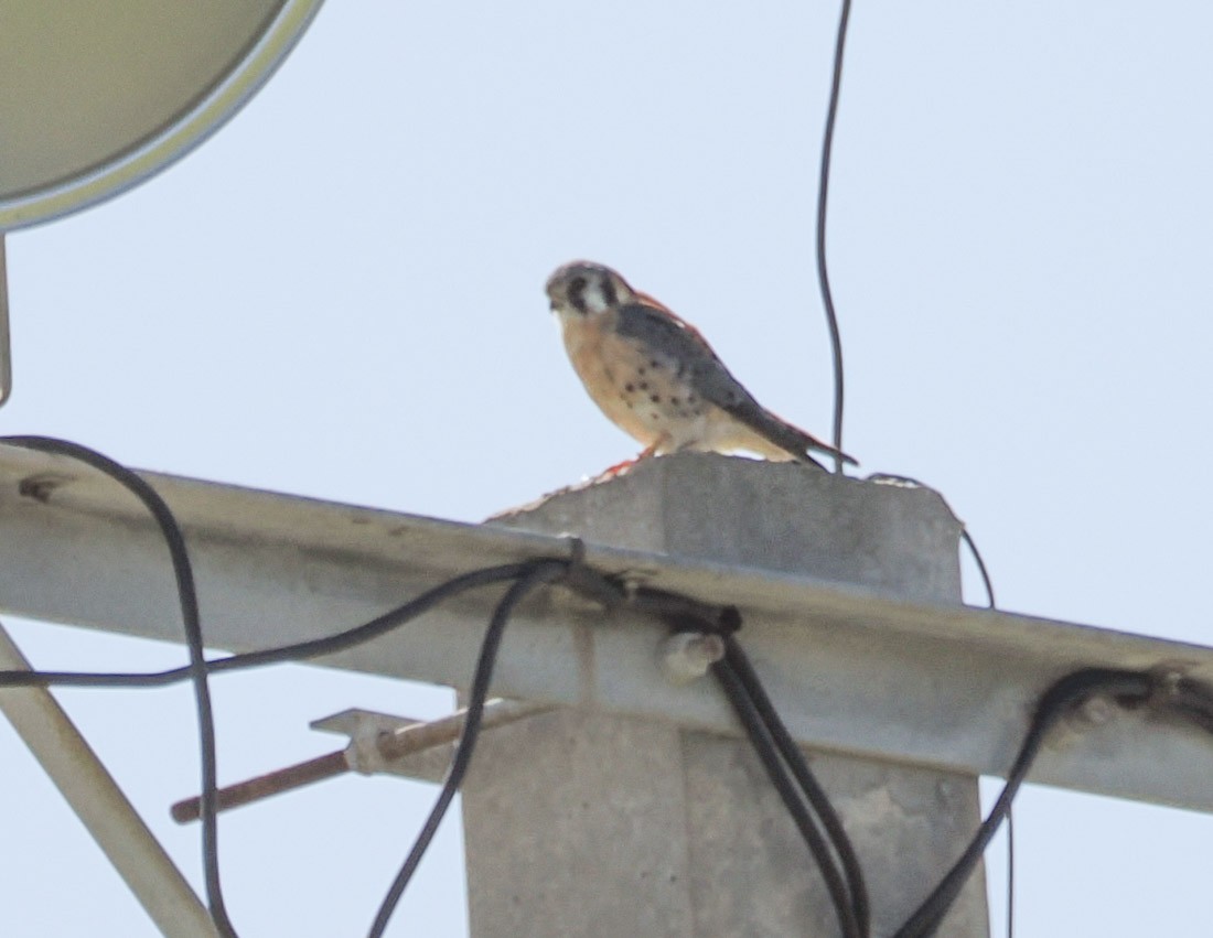 アメリカチョウゲンボウ - ML644709261