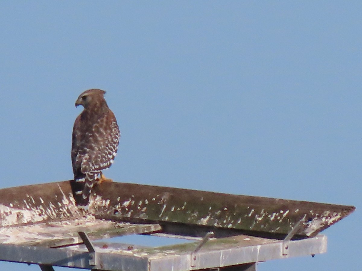 カタアカノスリ - ML644709265