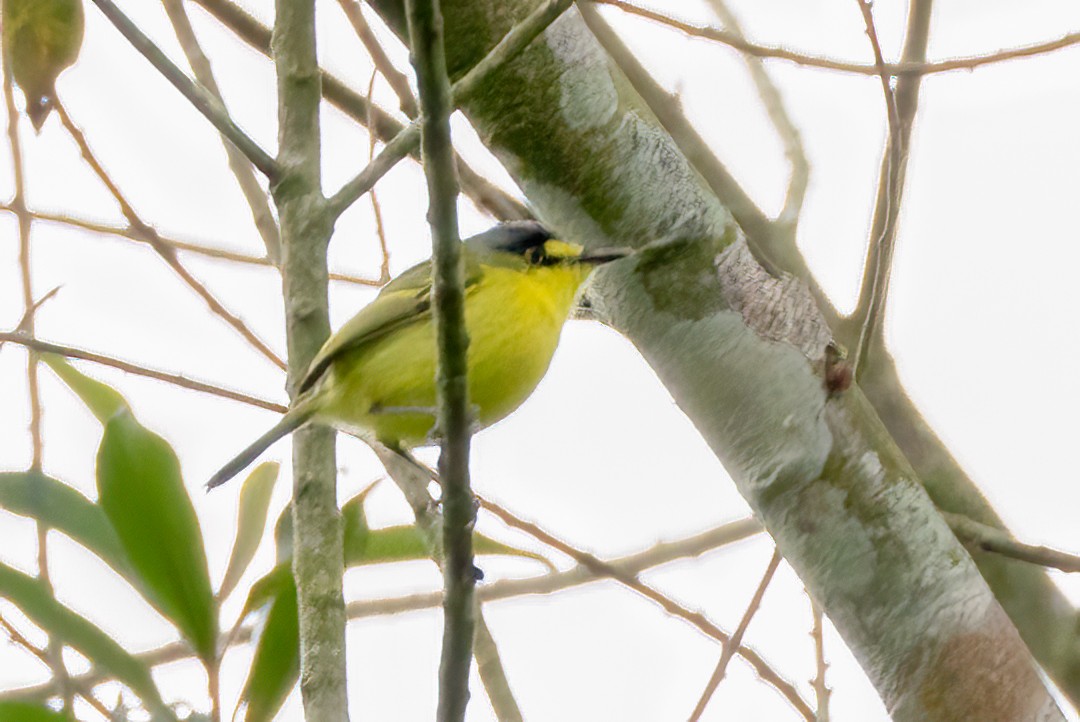 ハイガシラタイランチョウ - ML644709268