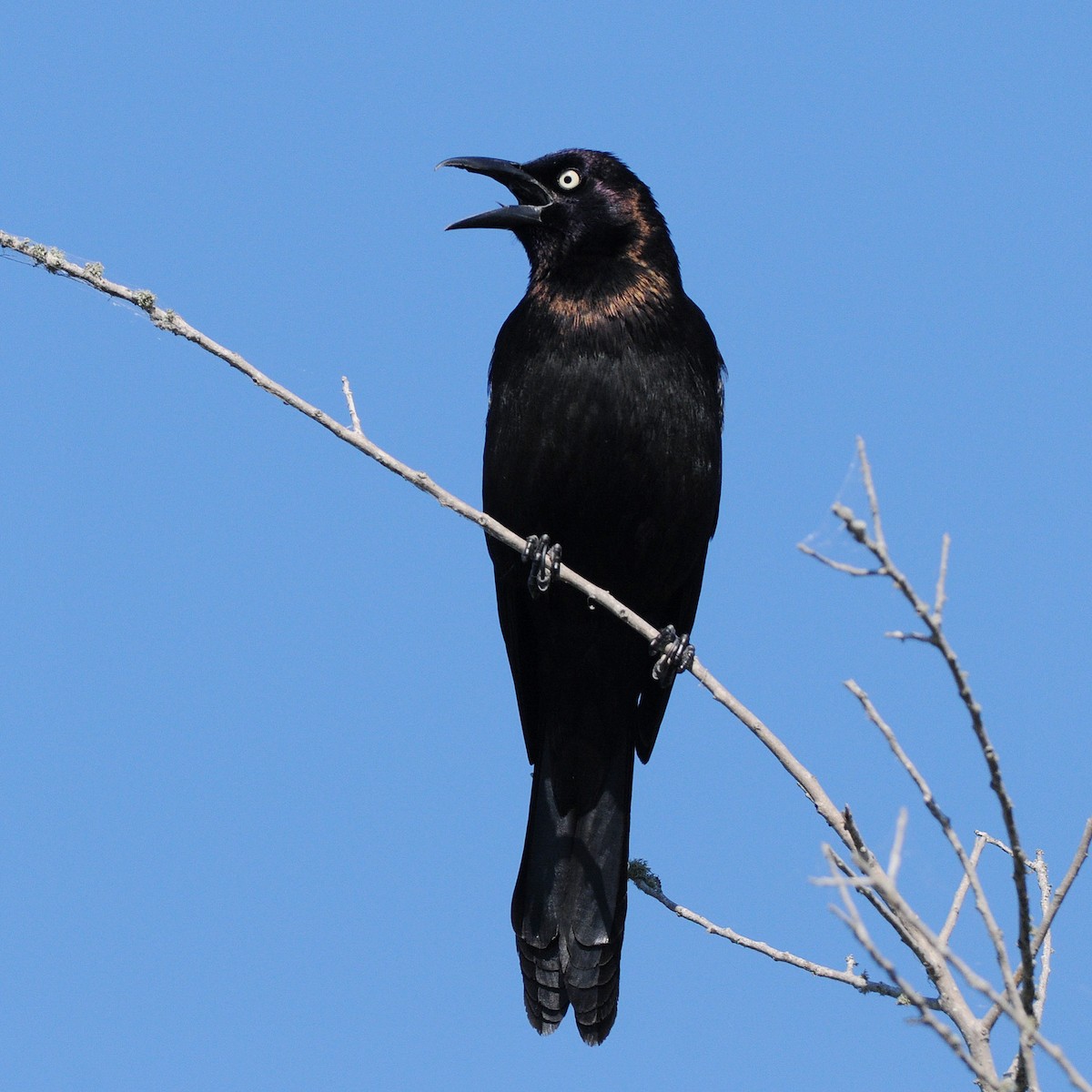 オオクロムクドリモドキ - ML644709269