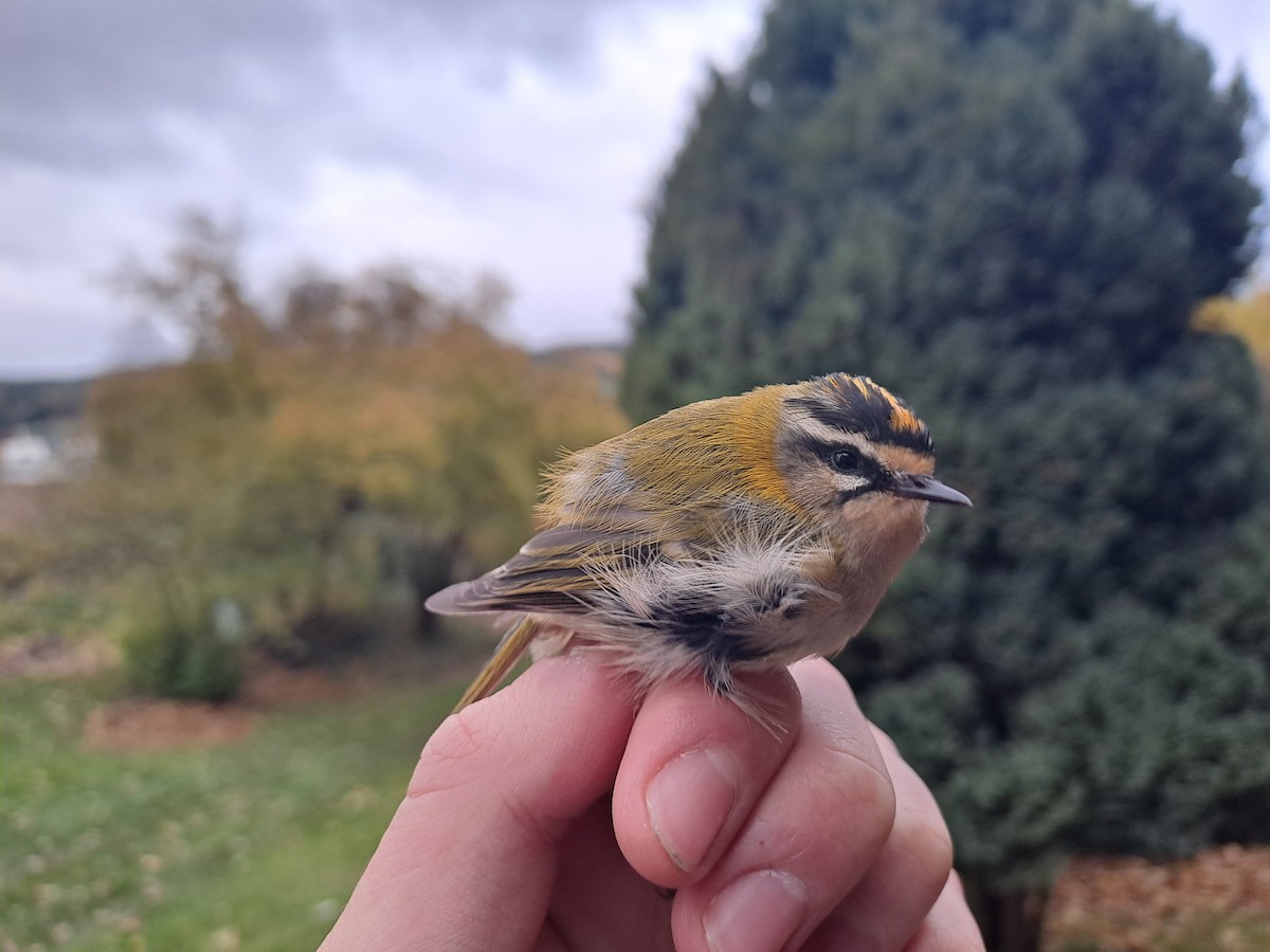 マミジロキクイタダキ - ML644709272