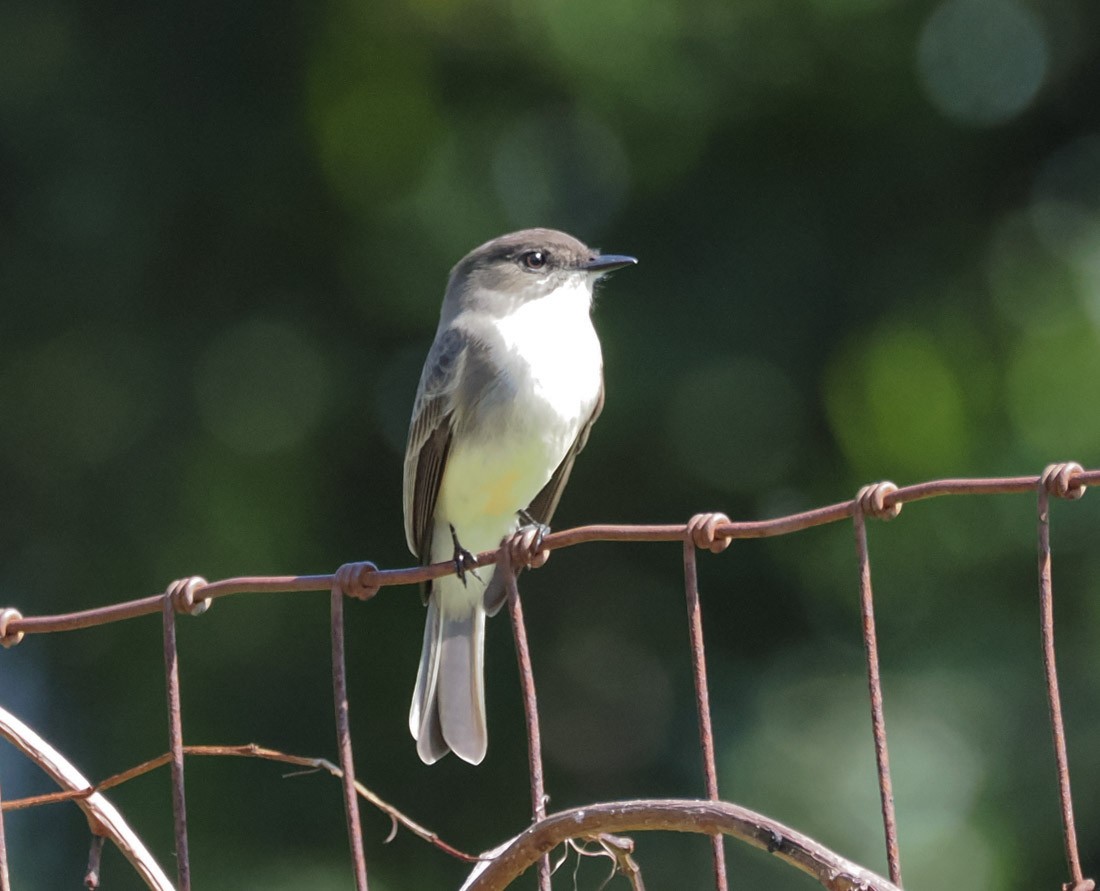 ツキヒメハエトリ - ML644709273