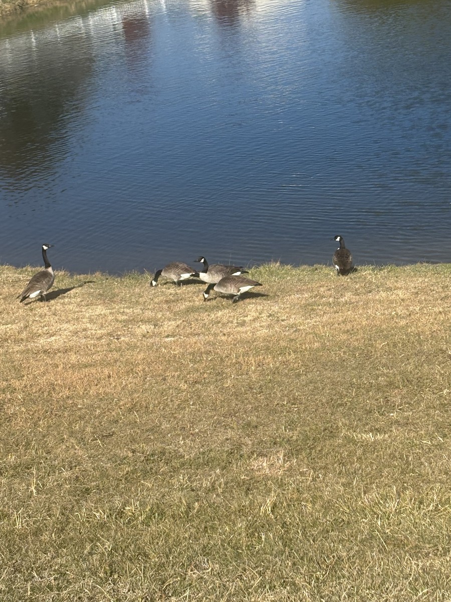 berneška velká - ML644709274