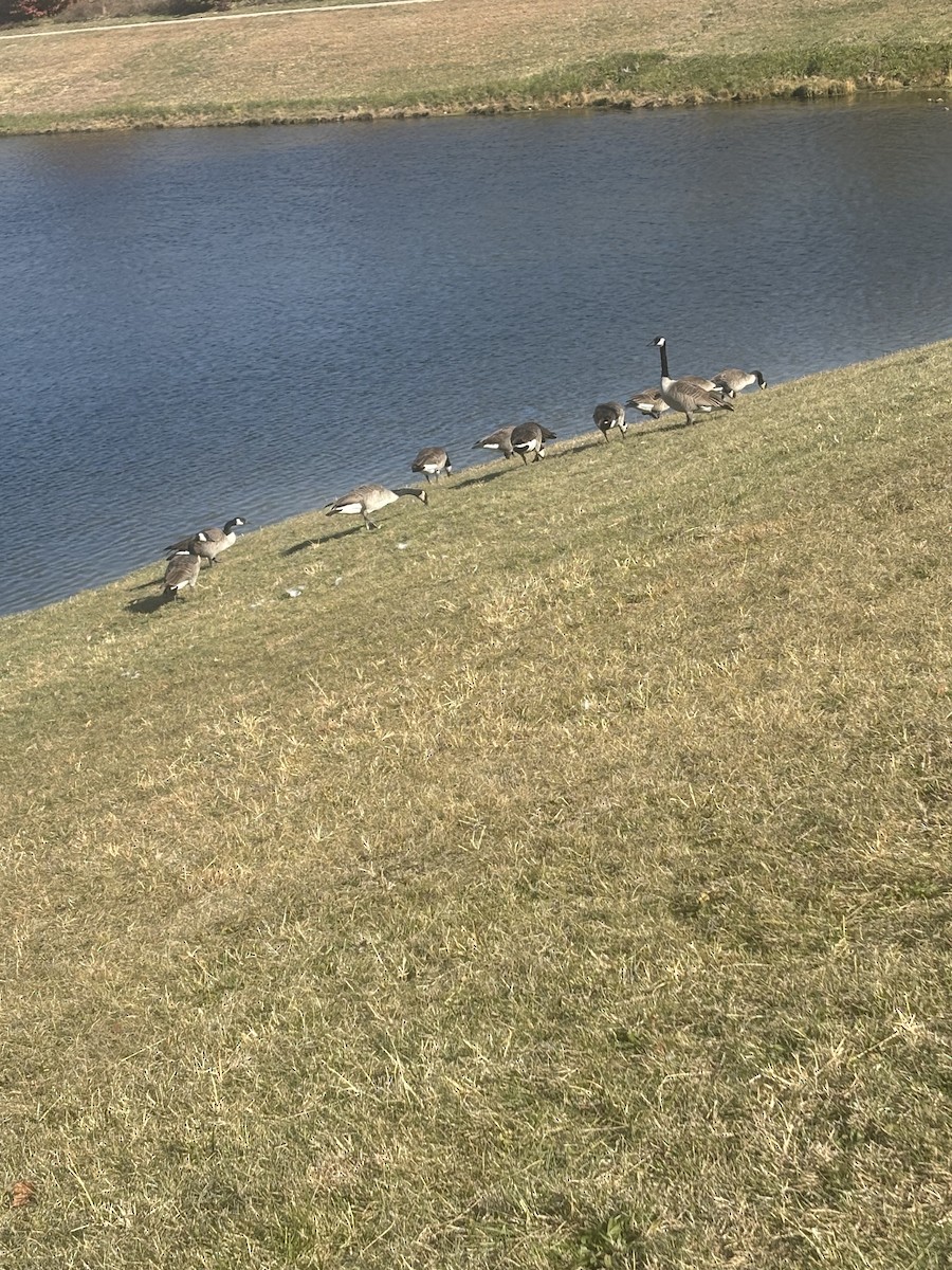 berneška velká - ML644709275