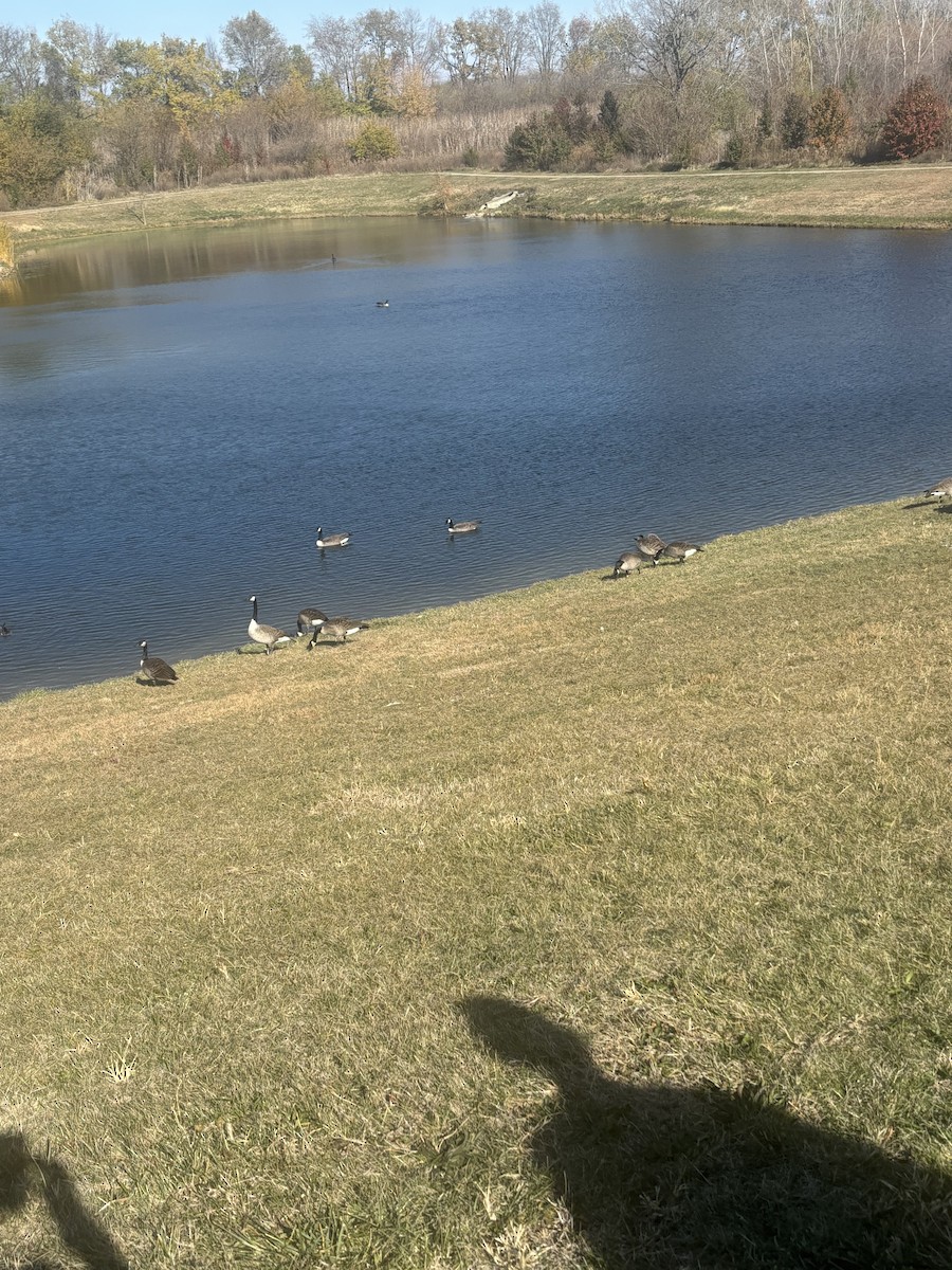 Canada Goose - ML644709276