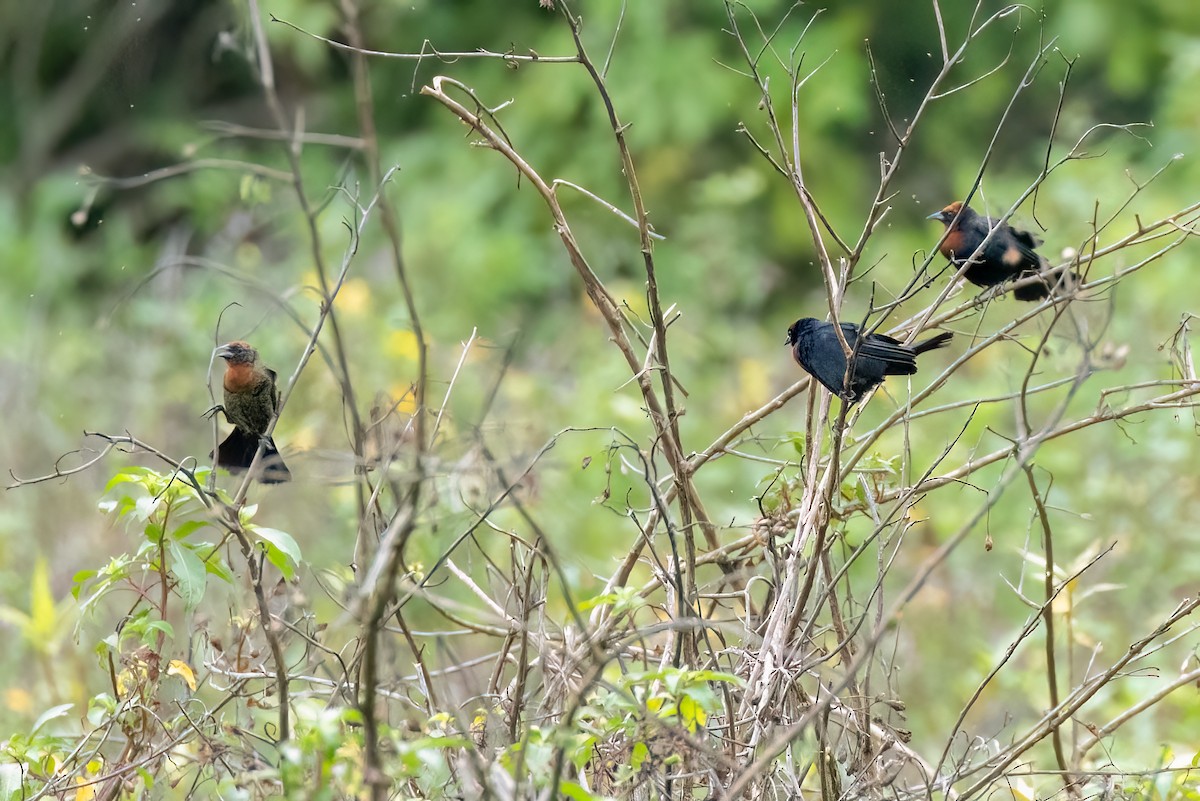 Chestnut-capped Blackbird - ML644709279