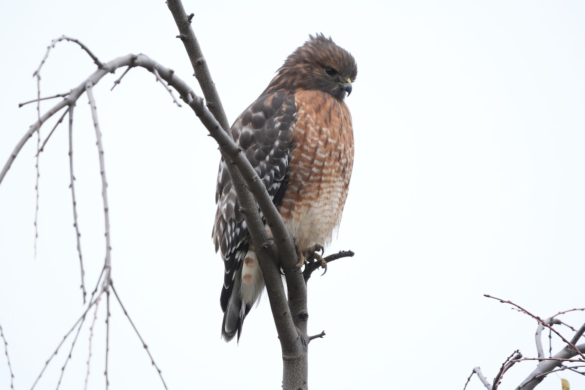 Red-shouldered Hawk - ML644709282