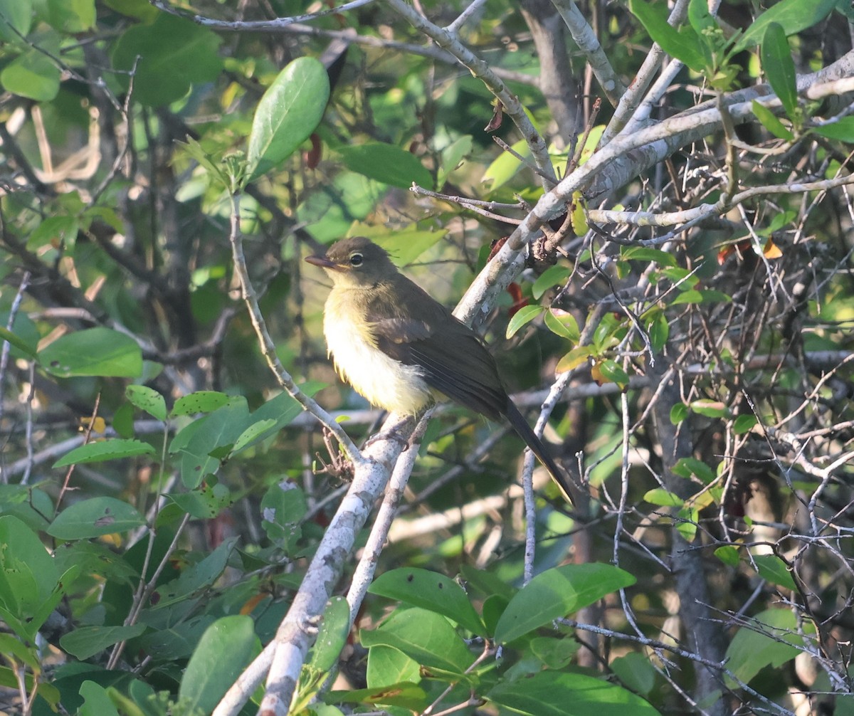Yellow-bellied Greenbul - ML644709283