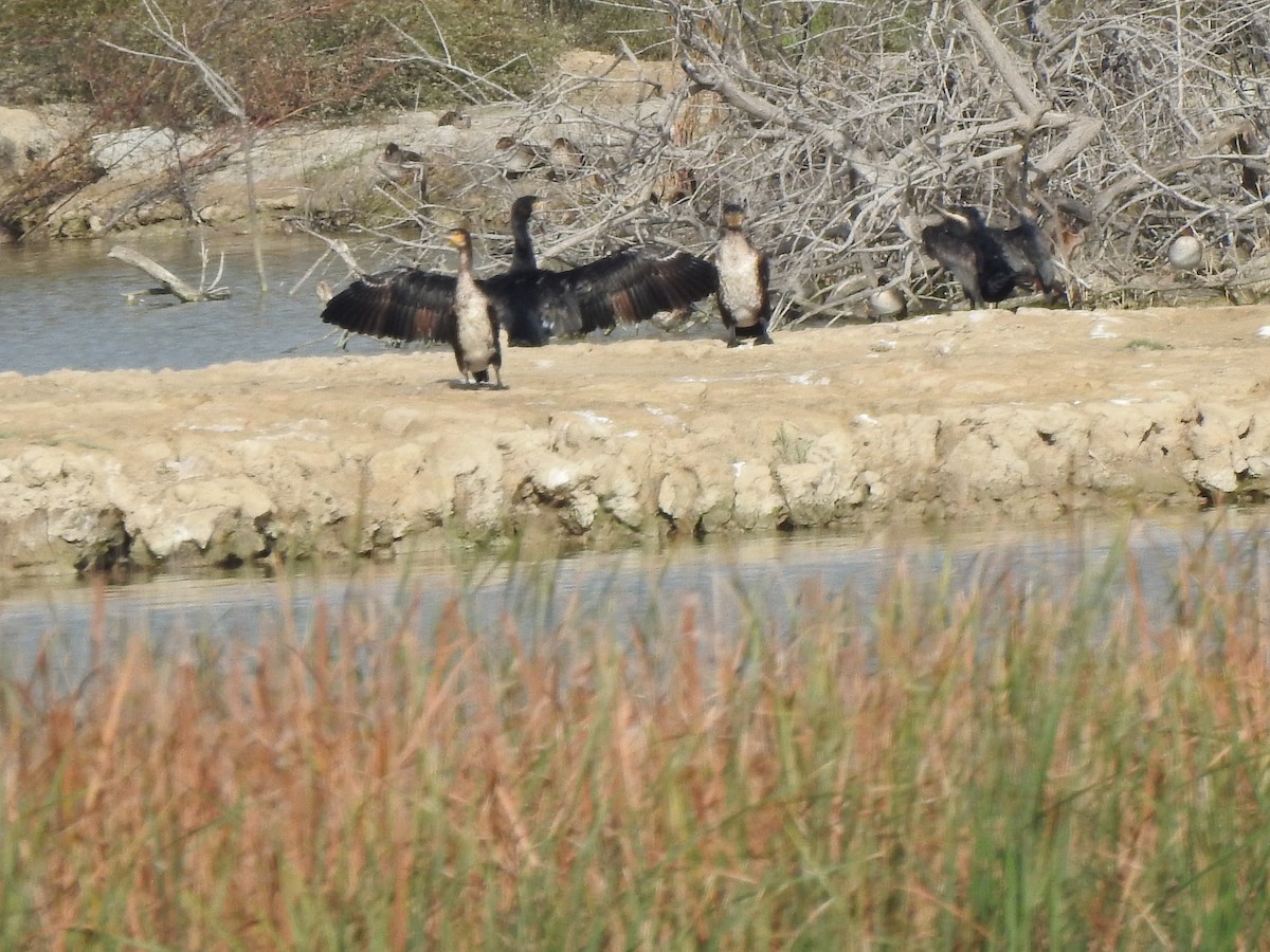 Great Cormorant - ML644709284