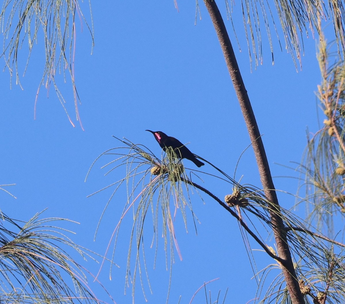 Amethyst Sunbird - ML644709288