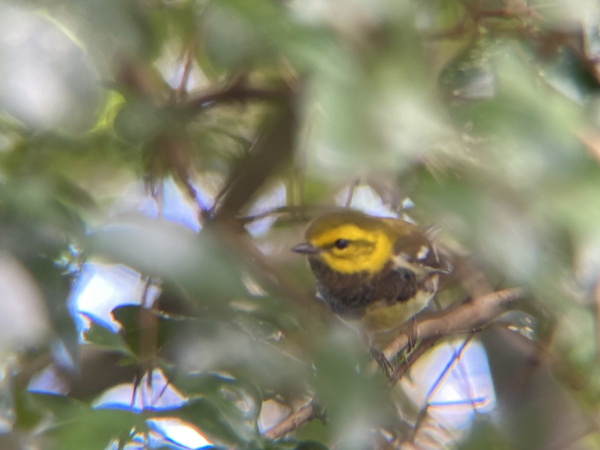 Black-throated Green Warbler - ML644709289