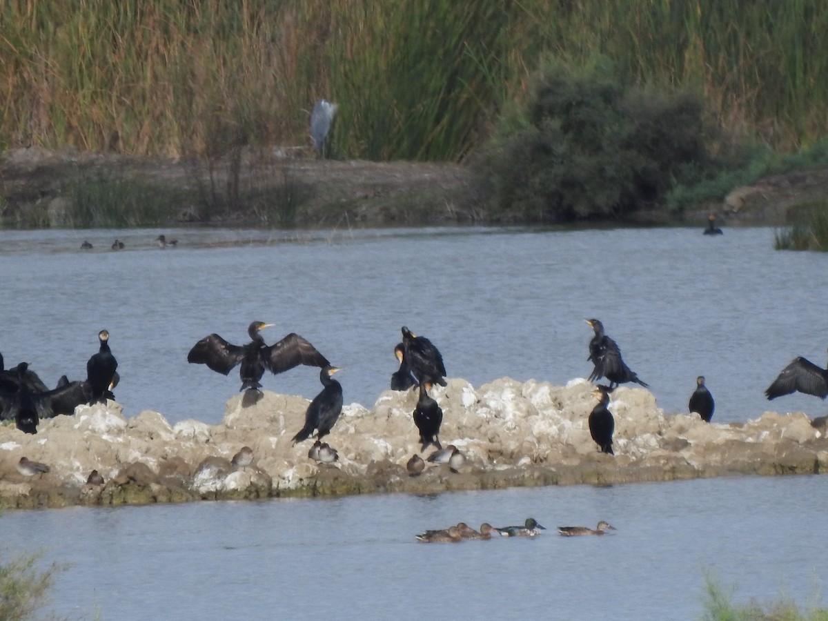 Great Cormorant - ML644709292