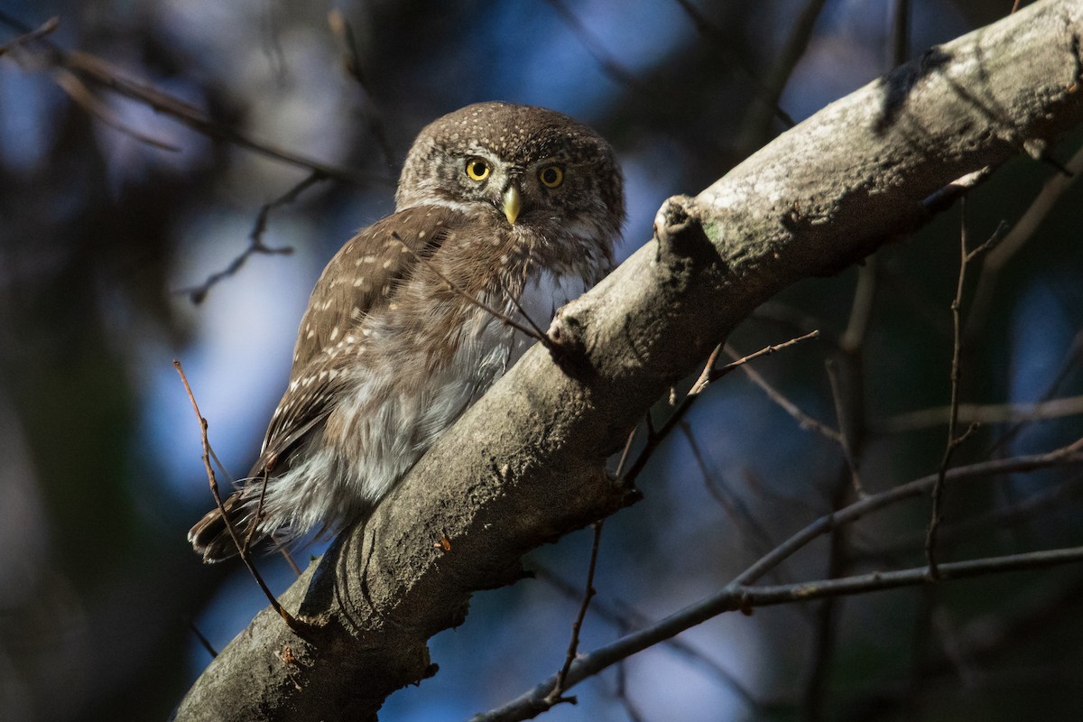 Eurasian Pygmy-Owl - ML644709300