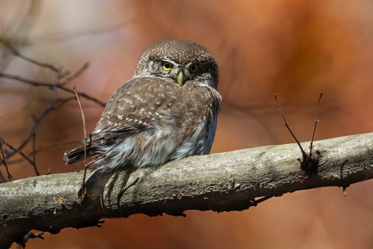 Eurasian Pygmy-Owl - ML644709302