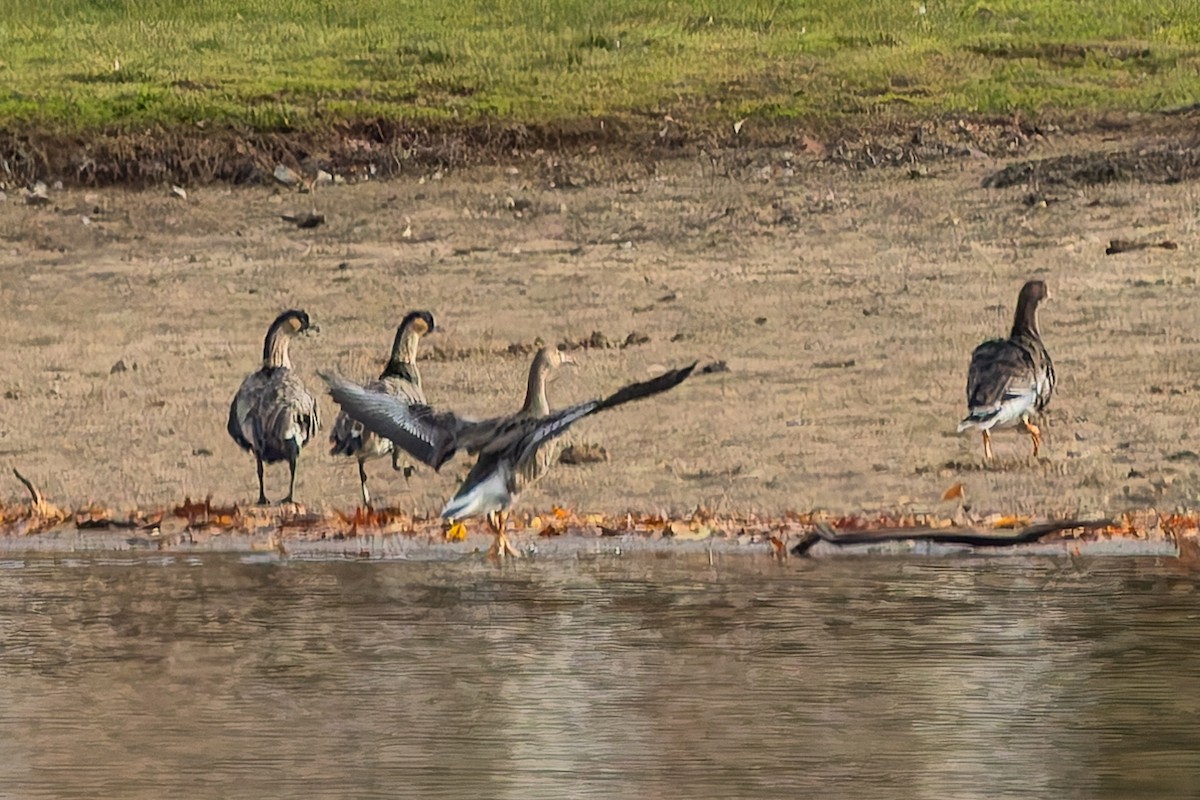 ハワイガン - ML644709308