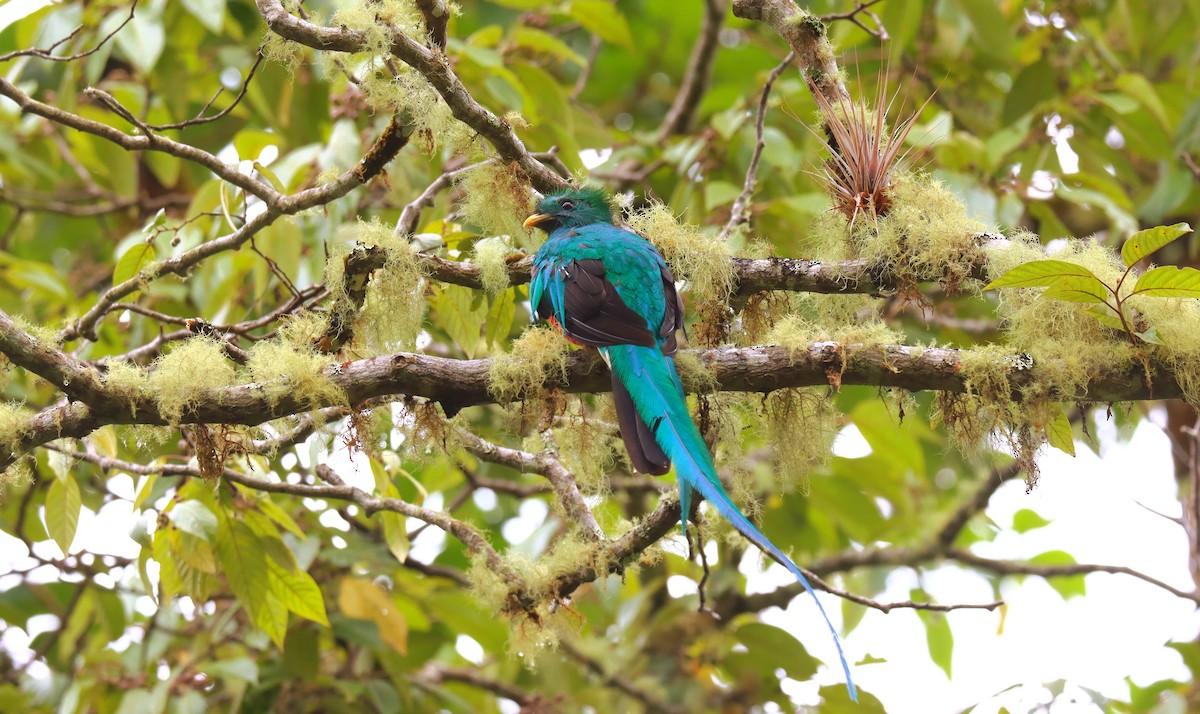 Quetzal resplendissant - ML644709315