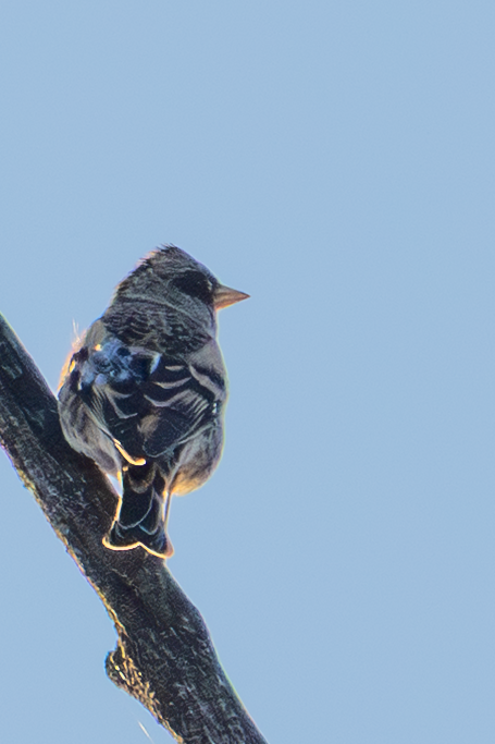 В'юрок - ML644709317