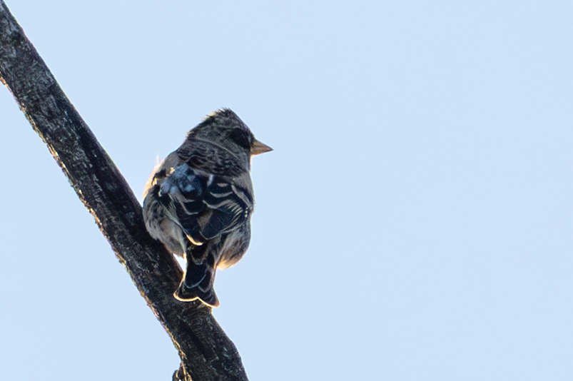 В'юрок - ML644709318