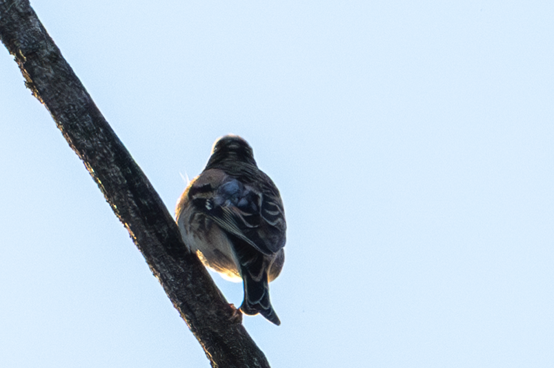 В'юрок - ML644709319