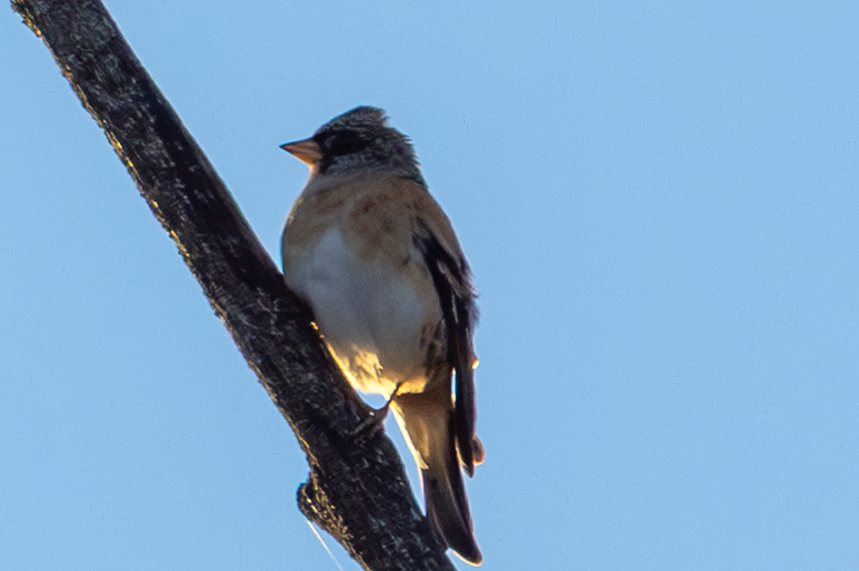 В'юрок - ML644709320