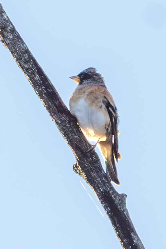 В'юрок - ML644709321