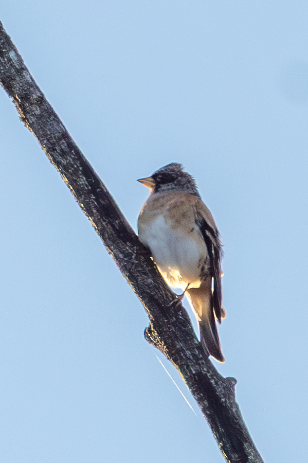 В'юрок - ML644709322