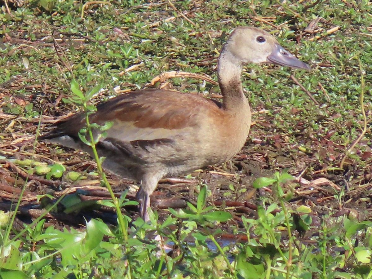 Black-bellied Whistling-Duck - ML644709334