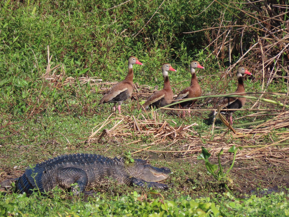 Black-bellied Whistling-Duck - ML644709338