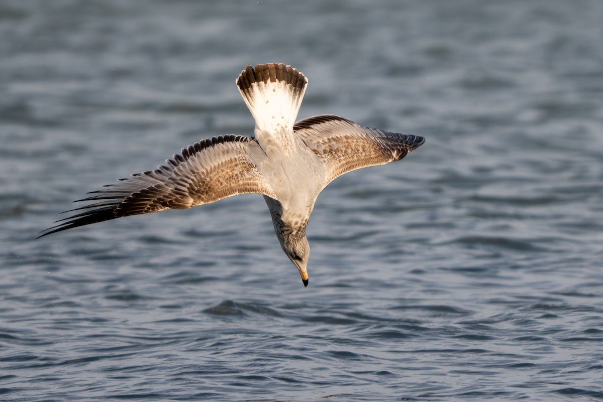 Ring-billed Gull - ML644709339