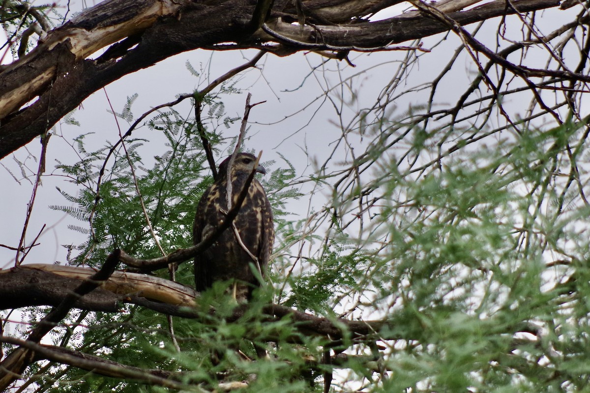 Common Black Hawk - ML644709340